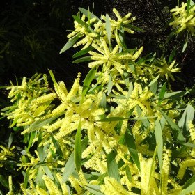 Acacia longifolia, Mimosa chenille, Mimosa à longues feuilles